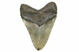 Huge, Fossil Megalodon Tooth - North Carolina #261024-2